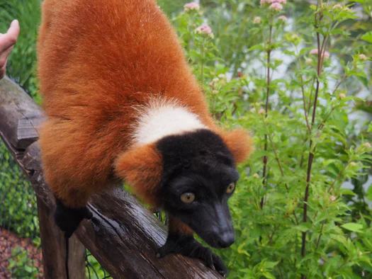 Pairi Daiza (Brugelette, Belgium)